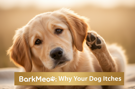 Why Is My Dog Itching? 12 Causes, Home Remedies & When to See a Vet